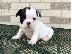 PoulaTo: AKC quality French Bulldog Puppy for free adoption!!!
